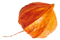 https://www.steinke-fotografie.de/wp-content/uploads/2020/12/small_leaf_05.png